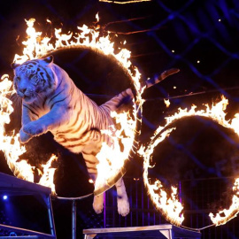 Un tigre en un espectáculo de circo. EFE