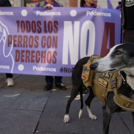 Un perro durante la manifestación No a La Caza 2024, en la Plaza de Callao, a 4 de febrero de 2024, en Madrid