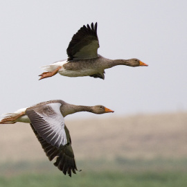 Ánsar común en vuelo.