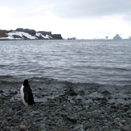 Un pingüino se ve cerca de la base argentina de Carlini en la Antártida/REUTERS