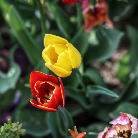 Tulipanes en el Real Jardín Botánico, a 15 de abril de 2023.