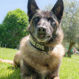 Elton, uno de los 550 perros de la Guardia Civil especializados en la búsqueda de personas desaparecidas. Guardia Civil