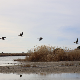 Aves en la laguna de Navaseca, a 3 de febrero de 2022, en Daimiel, Ciudad Real, Castilla-La Mancha