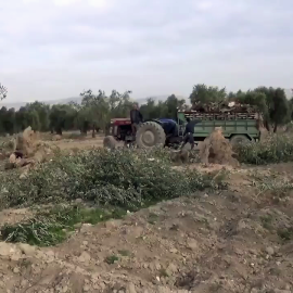 Olivares de Afrin, situados en las proximidades de la zona turca de Hatay.