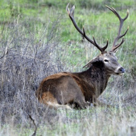 22/07/2019 - Un ciervo en la Sierra Morena cordobesa. EFE/ARCHIVO