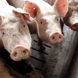 Porcs en una granja d'Alcarràs.