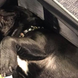 Foto del perro que murió en un vuelo de United Airlines publicada en el Facebook de June Lara.