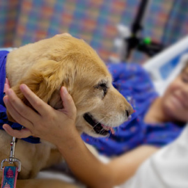 Un perro visita a su dueño en un hospital de Ibiza.