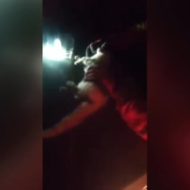 Reaniman a un gato que había inhalado humo del volcán