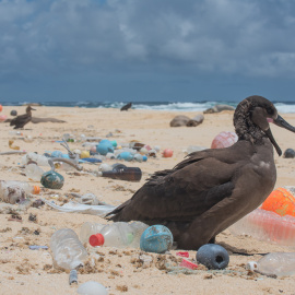 Aves en una playa cubierta de restos plásticos. THE OCEAN CLEANUP