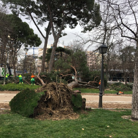 Uno de los árboles caídos en las últimas horas en el parque de El Retiro (Madrid). /@_ELRETIRO