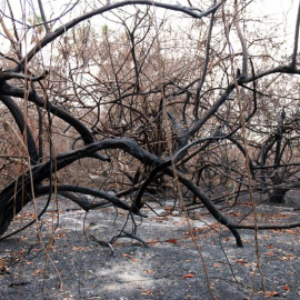 En zonas afectadas por los incendios habitan especies protegidas como el yaguareté o el oso hormiguero gigante. / EFE