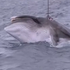 Una ballena cazada por pesqueros japoneses