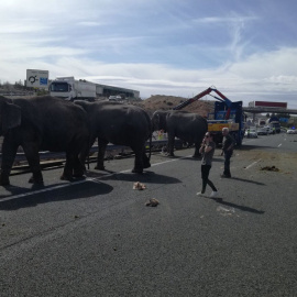 Los animales han quedado liberados fruto del siniestro, por lo que se ha cortado la carretera. Policía Local de Albacete