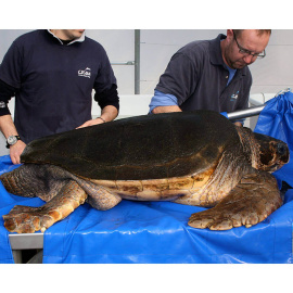 Trabajadores de la Fundanción para la Conservación y Recuperación de Animales Marinos examinan un ejemplar de tortuga marina llegado a las playas de Barcelona.- CRAM