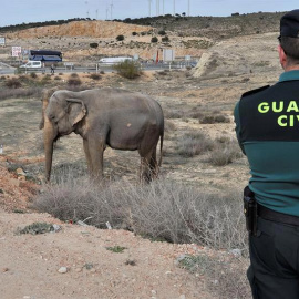 Un guardia civil observa a uno de los elefantes que resultó herido tras volcar el camión en el que viajaba. | MANU (EFE)