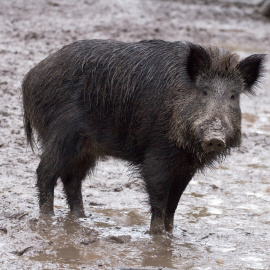 Animalistas llevan al fiscal la caza de jabalíes con flechas en Vitoria