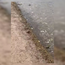 Peces muertos en la orilla del Mar Menor.