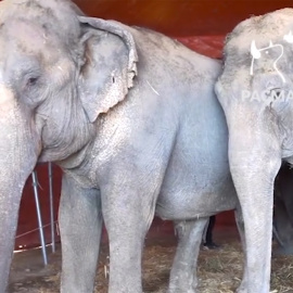 Imágenes de las elefantas accidentadas captadas por el Partido Animalista Pacma.