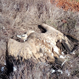 Imagen de una las aves envenenadas. GUARDIA CIVIL