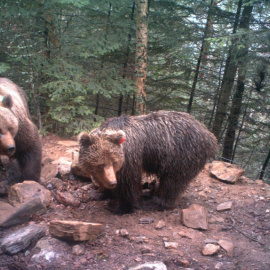 La actividad depredadora del oso Goiat está soliviantando los ánimos de los ganaderos de ambos lados del Pirineo. /PIROSLIFE