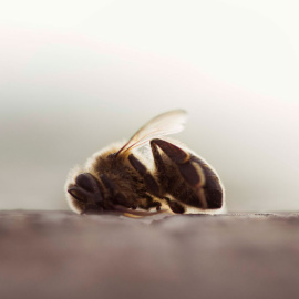 Una abeja muerta en un campo de almendros de Valencia. GREENPEACE