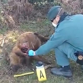 Cazadores furtivos matan a un jabalí en Doñana | EP/ Guardia Civil