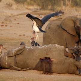 23/10/2019.- Una cigüeña sobre el cadáver de un elefante en el Parque Nacional Hwange, en Zimbabwe. REUTERS / Philimon Bulawayo