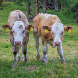 Los investigadores del CITA estudian las posibilidades de incorporar los residuos de la horticultura a la alimentación del ganado bovino, ovino y caprino.