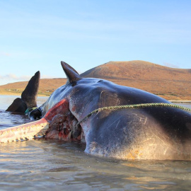 El animal hallado en una playa de Escocía. | SMASS