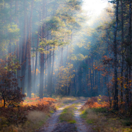 Los bosques son los mayores repositorios de biodiversidad terrestre / Radomir Balazy