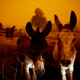 Burros a salvo mientras continúan los trabajos de extinción en Nueva Gales del Sur.