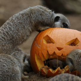 Calabaza decorada para Halloween en Chester Zoo, Reino Unido. REUTERS