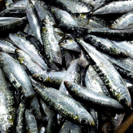 Sardinas o pescado azul. 