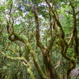 Bosque laurisilva en La Gomera.