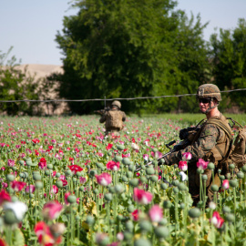  Soldado estadounidense patrullando un campo de amapolas en Afganistán.- Public Intelligence