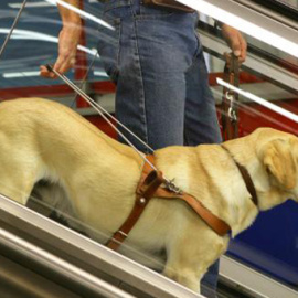 Un perro guía con su usuario en una escalera mecánica. ONCE