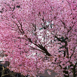 Cerezo en flor