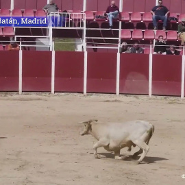 La crueldad de las becerradas en la Venta del Batán de Madrid