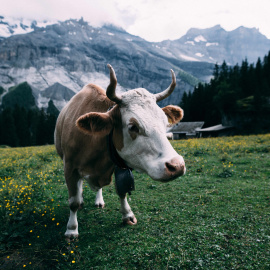 Imagen de archivo de una vaca pastando.