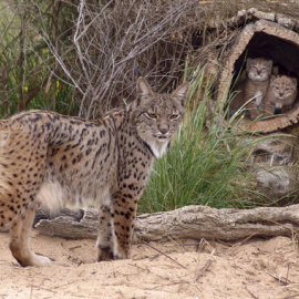 Lince ibérico (Lynx pardinus) / JM Pérez de Ayala