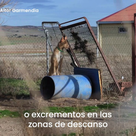 AnimaNaturalis expone la realidad de los perros destinados a la caza en España