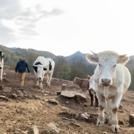 Santuario Gaia: cómo salvar a los animales del maltrato