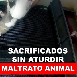 Maltrato animal: sacrificados sin aturdir