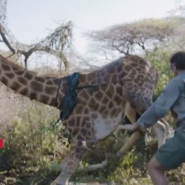 Así fue el rescate de Asiwa, una jirafa aislada por las inundaciones en Kenia