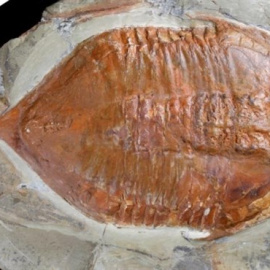 Hallados en Marruecos fósiles de trilobites con patas y partes blandas de hace 478 millones de años/ CSIC