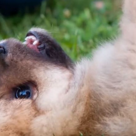 Casas de acogida: la alternativa a la adopción y, sobre todo, a la compra de mascotas