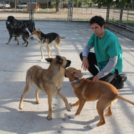 El Centro de Protección Animal de Movera ha dado en adopción 530 perros en los últimos dos años, periodo en el que ingresaron 525/PÚBLICO