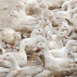 La Generalitat de Cataluña ha detectado un primer brote de gripe aviar en una granja de 17.300 patos de engorde al aire libre ubicada en el municipio de Sant Gregori (Girona), que ya están siendo sacrificados. EFE/Robin Townsend