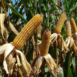 La UE solo permite cultivar un tipo de vegetal transgénico en su territorio, aunque autoriza la importación de hasta 95 variedades de maíz, patata, algodón, clavel soja, remolacha azucarera, canola y soja